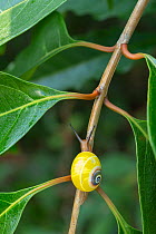 Cuban tree snail (Polymita picta) on vegetation near Baracoa, Cuba