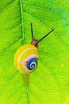 Cuban tree snail (Polymita picta) on leaf near Baracoa, Cuba