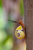 Cuban tree snail (Polymita picta nigrolimbata) in Humboldt National Park, Cuba. Endemic