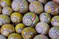 Empty shells of endangered Cuban tree snail ( Polymita sulphurosa) collected near Moa, Cuba,