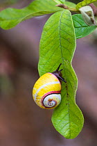 Cuban tree snail (Polymita picta roseolimbata) on leaf near Maisi, Cuba