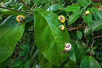 Cuban tree snail (Polymita picta) on vegetation near Baracoa, Cuba