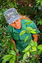 Biologist Norvis Hernandez observing Cuban tree snail (Polymita picta) in vegetation near Baracoa, Cuba March 2019