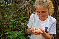 Biologist Norvis Hernandez holding empty shell of endangered Cuban tree snail ( Polymita sulphurosa) collected near Moa, Cuba, March 2019