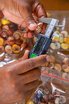 Prof. Bernardo Reyes-Tur measuring Cuban tree snail (Polymita picta) shell in his laboratory at University of Oriente, Santiago de Cuba, Cuba March 2019.