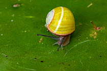 Cuban tree snail (Polymita venusta) photographed in University of Oriente, Santiago de Cuba, Cuba, Captive