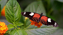 Doris longwing (Heliconius doris) tropical butterfly closing its wings. Captive, native to Central America and the Amazon rainforest.