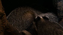Badger (Meles meles) entering sett, joining two other sleeping badgers, Germany, September. Captive