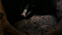 Badger (Meles meles) settling to sleep in a sett, alongside another, Germany, September. Captive.