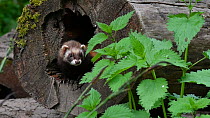 Two European polecats (Mustela putorius) entering nest in hollow tree trunk, joining another, Germany, May. Captive.