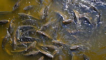 Shoal of Common carp (Cyprinus carpio) surfacing in a pond.