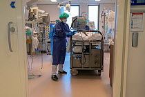 MICU (mobile intensive care unit) team from the Radboud University of Nijmegen departing with a Covid-19 patient on a ventilator to bring that patient to another hospital Jeroen Bosch Ziekenhuis, Den...