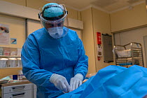 Anesthesiologist introducing a central venous line after the intubation of a patient infected with Covid-19 in the intubation room of the operating theatre Jeroen Bosch Ziekenhuis, Den Bosch, The Net...