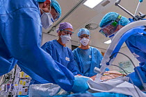 ICU team of a doctor an ICU nurses turning a patient on his stomach while on the ventilator Jeroen Bosch Ziekenhuis, Den Bosch, The Netherlands April 2020. EDITORIAL USE ONLY.