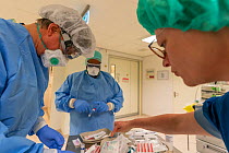 Anesthesiologist and anesthesia nurses preparing the medication for a Covid-19 infected patient who is about to be operated Jeroen Bosch Ziekenhuis, Den Bosch, &#39;s Hertogenbosch, The Netherlands...