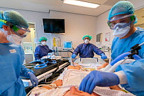 ICU team working together with an anesthesiologist from the Radboud University Nijmegen to transfer the patient to another hospital in the north of the Netherlands Jeroen Bosch Ziekenhuis, Den Bosch,...