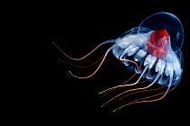 Deepsea jellyfish (Periphylla periphylla) juvenile,  ,Trondheims fjord, Norway, Atlantic ocean