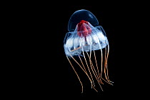 Deepsea jellyfish (Periphylla periphylla) juvenile, jellyfish, Trondheims fjord, Norway, Atlantic ocean