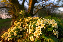 Common primroses (Primula vulgaris) in flower along Cornish hedgerow, Kilkhampton, Cornwall, UK. April.