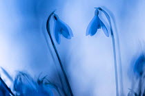 Snowdrops (Galanthus nivalis) silhouetted at twilight, double exposure, Broxwater, Cornwall, UK. February 2017.