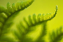 Male fern (Dryopteris filix-mas) close-up, Broxwater, Cornwall, UK, May
