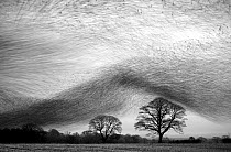 Starling murmuration, hundreds of thousands of starlings (Sturnus vulgaris) gather in the skies near their night time roost. Gretna Green, Scotland, January. Black and White Category Winner, Wildlife...