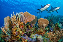 A vibrant Caribbean coral reef with two Reef sharks (Carcharhinus perezi) and Common sea fans (Gorgonia ventalina) and sea plumes (Pseudopterogorgia sp). Jardines de la Reina, Gardens of the Queen Nat...