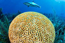 A Caribbean reef shark (Carcharhinus perezi) swims over a Grooved brain coral (Diploria labyrinthiformis). Jardines de la Reina, Gardens of the Queen National Park, Cuba. Caribbean Sea.