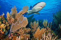 A Caribbean reef shark (Carcharhinus perezi) swims over a coral reef with Common sea fans (Gorgonia ventalina) and sea plumes (Pseudopterogorgia sp). Jardines de la Reina, Gardens of the Queen Nationa...