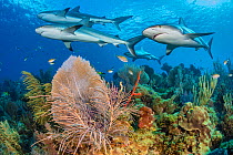 A shiver of Caribbean reef sharks (Carcharhinus perezi) swim over a coral reef with Common sea fans (Gorgonia ventalina) and sea plumes (Pseudopterogorgia sp). Jardines de la Reina, Gardens of the Que...
