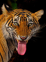RF - Bengal tiger (Panthera tigris) flehmen response, Ranthambhore, India. (This image may be licensed either as rights managed or royalty free.)