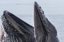 Humpback whale (Megaptera novaeangliae) lunge feeding at surface, showing baleen plates, Southeast Alaska, USA, August