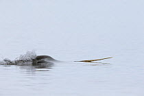 Narwhal (Monodon monoceros) male showing tusk. Pond Inlet, northern Baffin Island, Nunavut, Canadian Arctic.