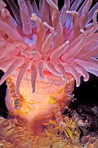 Crimson anemone (Cribrinopsis fernaldi) with Candy-striped shrimps (Lebbeus grandimanus) living symbiotically. Browning Pass, Queen Charlotte Strait, British Columbia, Canada. September.