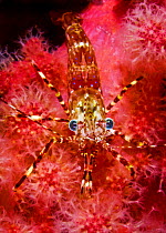 Coonstripe shrimp (Pandalus danae) in soft coral coral (Gersemia rubiformis) Browning Pass, British Columbia, Canada. September.
