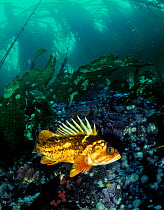 Copper rockfish (Sebastes caurinus) Bolivar Passage, Queen Charlotte Strait, British Columbia, Canada. September.