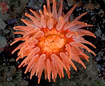 Crimson anemone (Cribrinopsis fernaldi) Browning Pass, Queen Charlotte Strait, British Columbia, Canada. September.