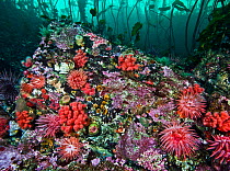 Marine invertebrates including Crimson anemones (Cribrinopsis fernaldi), Painted anemones (Urticina crassicornis), Red soft coral (Gersemia rubriformis), Red sea urchins (Strongylocentrotus franciscan...