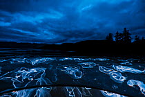 Cross jellyfish (Mitrocoma cellularia) split level view at night, Hussar Bay, Nigei Island, Queen Charlotte Strait, British Columbia, Canada. Large swarms of Cross Jellies enter quiet bays at night, a...
