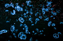 Cross jellyfish (Mitrocoma cellularia) swarm at night, North Wall, Browning Pass, British Columbia, Canada. September.