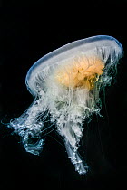 Fried egg jellyfish (Phacellophora camtschatica) Nigei Island, Queen Charlotte Strait, British Columbia, Canada. October.