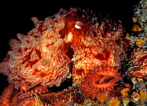 Giant pacific octopus (Enteroctopus dofleini)  Campbell River, British Columbia, Canada. September.