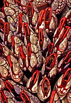 Goose neck barnacles (Pollicipes polymerus), Nakwakto Rapids, Slingsby Channel, British Columbia, Canada. May. This variety with deep red color is only found in this location,