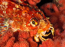 Red Irish lord fish (Hemilepidotus hemilepidotus) with Pygmy rock crab (Cancer oregonensis). Seven-Tree Island, Browning Pass, British Columbia. September.