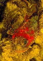 Red Irish lord fish (Hemilepidotus hemilepidotus) among Sulfur Sponge (Myxilla lacunosa) Browning Pass, Queen Charlotte Strait, British Columbia, Canada. May.