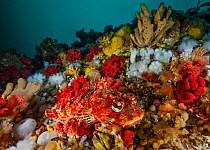 Red Irish lord sculpin (Hemilepidotus hemilepidotus) camouflaged amongst Plumose anemones (Metridium senile), red soft coral (Gersemia rubiformis), various sponges, bryozoans and calcareous tubeworms....