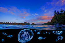 Moon jelly (Aurelia labiata) and Cross jellies (Mitrocoma cellularia) split level view in Browning Pass, Queen Charlotte Strait, British Columbia. October.