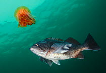 Lion&#39;s Mane Jellyfish (Cyanea capillata) with Blue rockfish (Sebastes mystinus) stealing food from the jellyfish&#39;s tentacles. Hunt Rock, Queen Charlotte Strait, British Columbia, Canada. Septe...