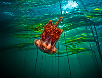 Lion&#39;s mane jellyfish (Cyanea capillata) and Bull kelp (Nereocystis luetkeana) Hunt Rock, Queen Charlotte Strait, British Columbia. October.