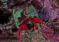 Maroon hermit crab (Pagurus hemphilli) inside turban shell, Seven-tree Island, Browning Pass, British Columbia, Canada. September.